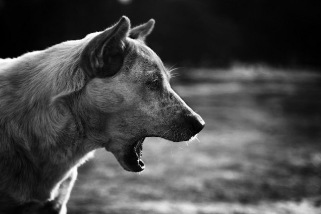 "Yawning" - Vinoth Chandar https://flic.kr/p/7NrL1B